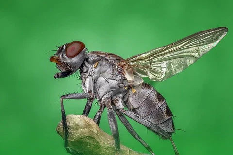 Read more about the article Spanish Fly – Dangerous or Aphrodisiac?