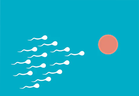 Read more about the article Sperm, the meaning, function, tips and facts