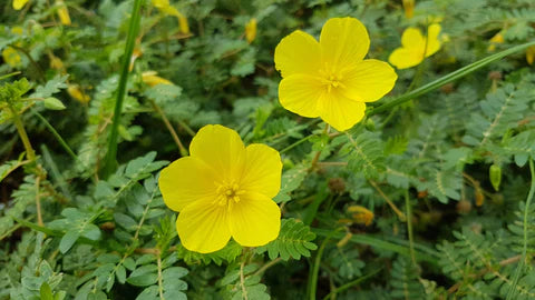 Read more about the article The effects of Tribulus terrestris